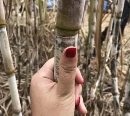 1596783799686097282.png image.png