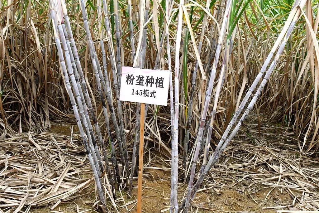 1610412908329089101.jpg 6.jpg