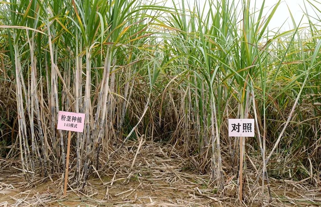 1610412914340098634.jpg 7.jpg