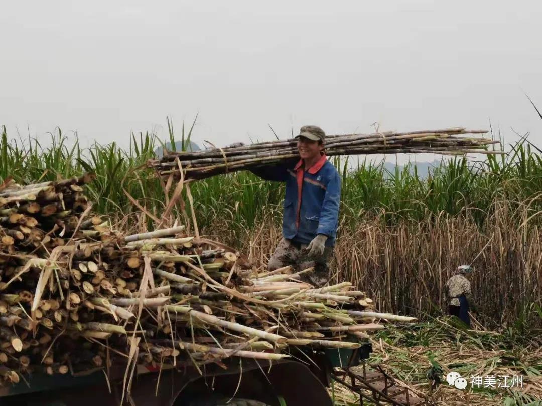 1611016652385059615.jpg 19.jpg