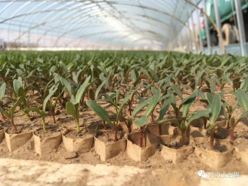 1619138754255078708.jpg 12.jpg