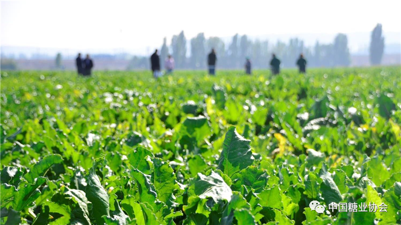 1621903129696029740.png image.png