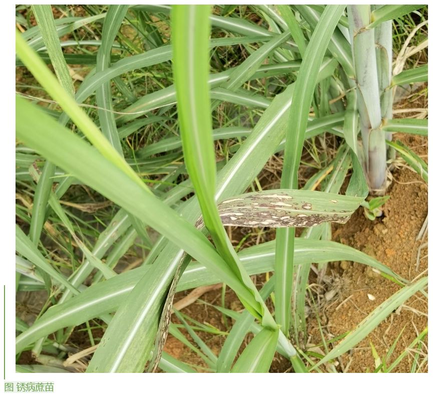 1655859439062080698.png image.png