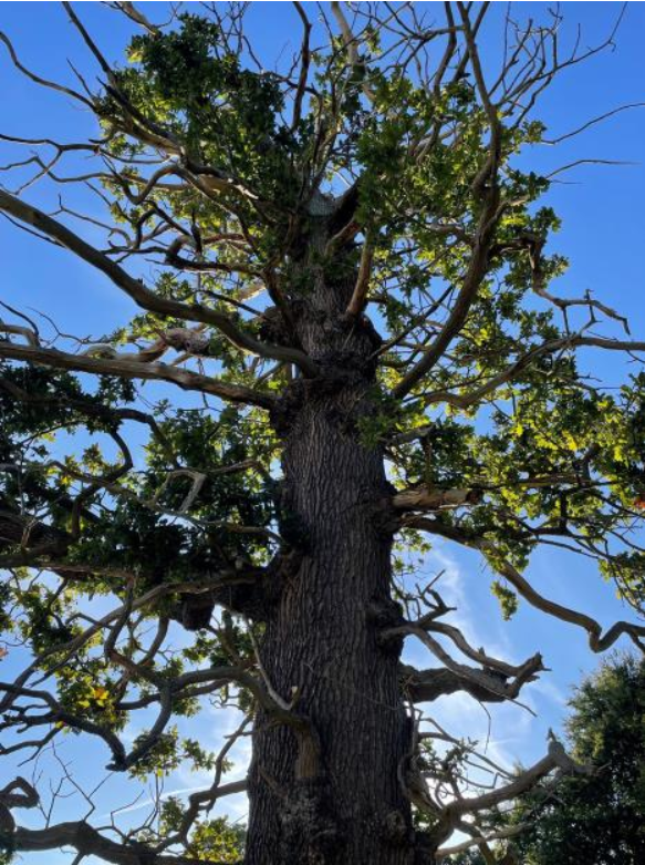 1665308553065091505.png 6a6939a66c5e85417bb449c873d67767.png