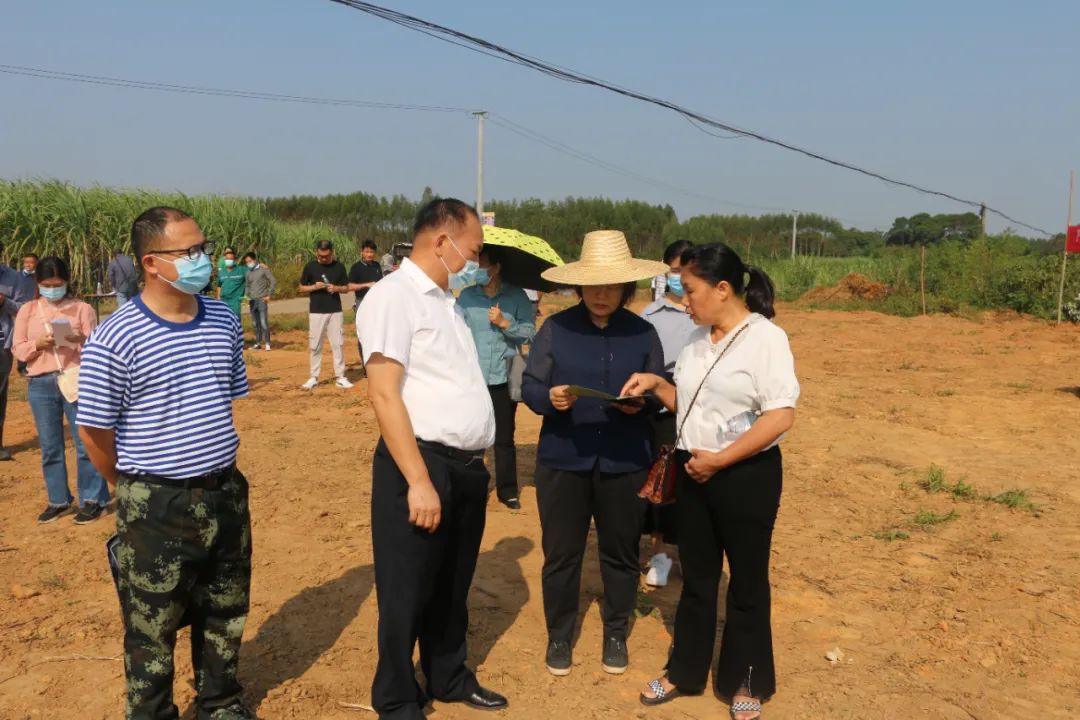 钦州市钦南区召开2022年糖料蔗生产保护区“桉退蔗进”工作现场推进会-产业风采-国内新闻-新闻资讯-【泛糖科技】
