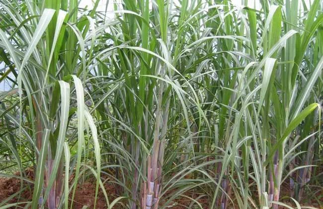 1675300352165059876.jpg 1.jpg