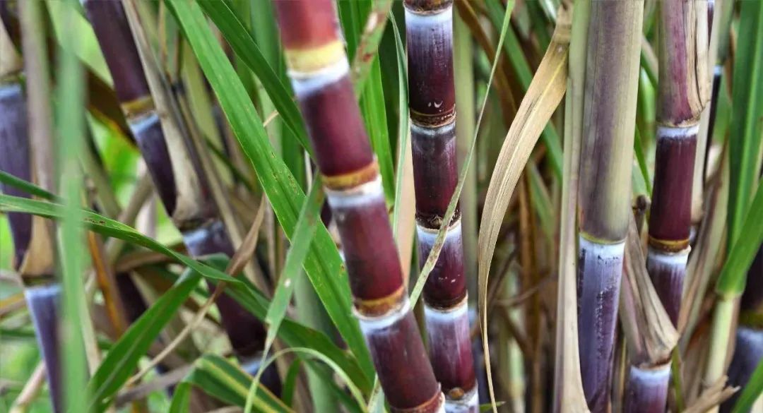 1675300415440088338.jpg 5.jpg