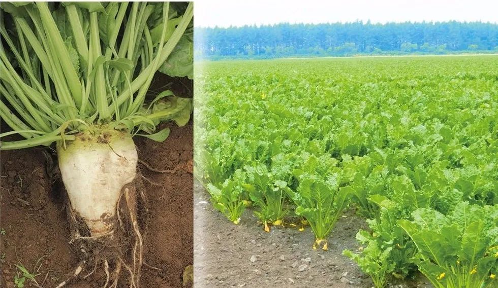 1675300712678011898.jpg 微信图片_20230202091729.jpg