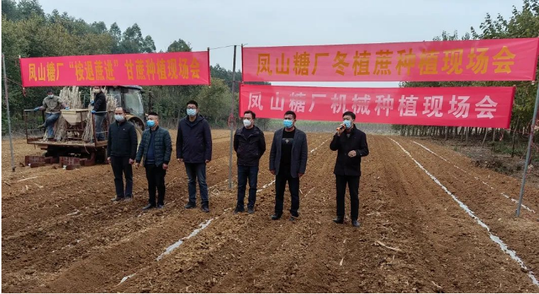 桉退蔗进掀热潮 广西凤山糖厂按下甘蔗发展“快进键”-食糖生产-国内新闻-新闻资讯-【泛糖科技】