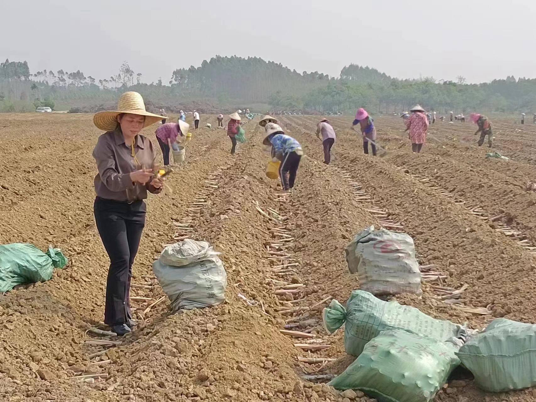 宾阳县王灵镇:在“桉退蔗进”工作中彰显人大担当-产业风采-国内新闻-新闻资讯-【泛糖科技】