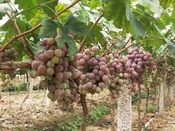 1680852473178006073.jpg 7.jpg