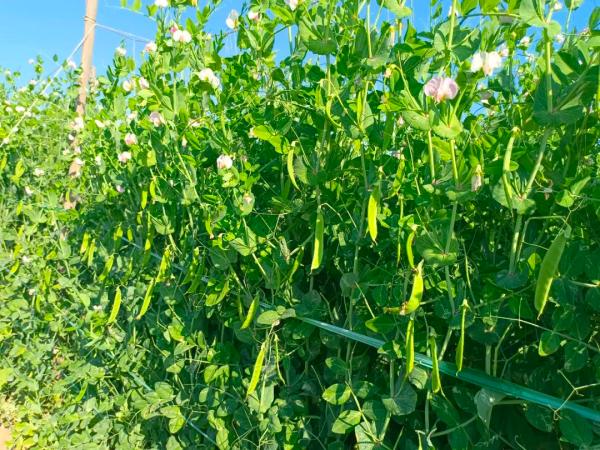 1680852483445064119.jpg 8.jpg