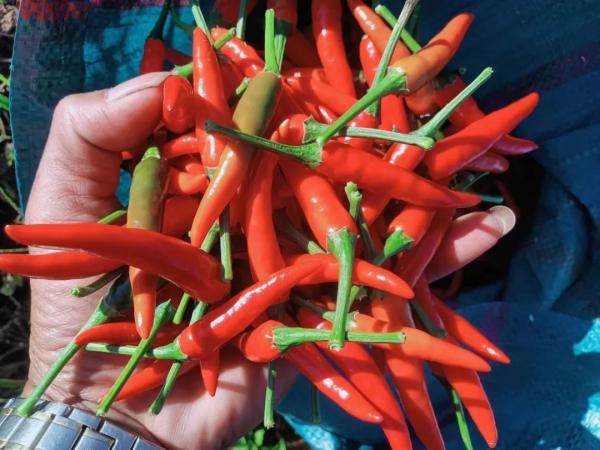 1680852537086053774.jpg 10.jpg