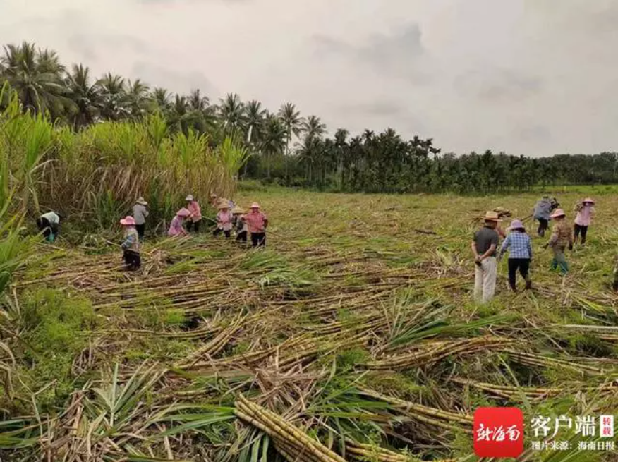 1681779509016058682.png 4de6dc2f532b41a3b031951493f8246.png