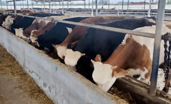 1682322885867094521.jpg 2.jpg