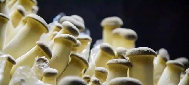 1682322928382025453.jpg 4.jpg