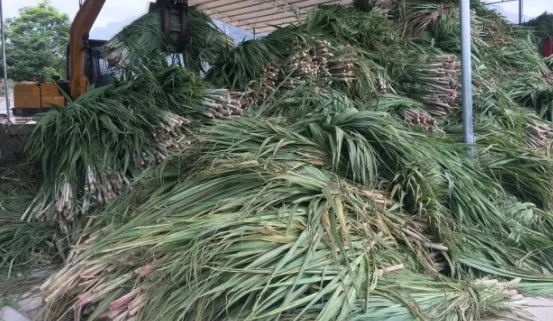 1683532574330099345.jpg 1.jpg