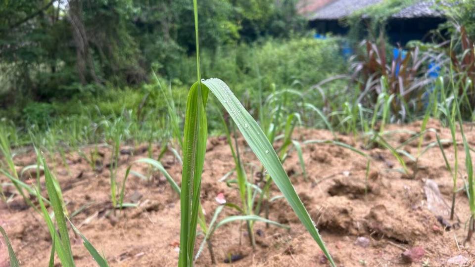 1683680060825067473.jpg 2.jpg