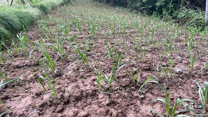 1683680086108099394.jpg 4.jpg