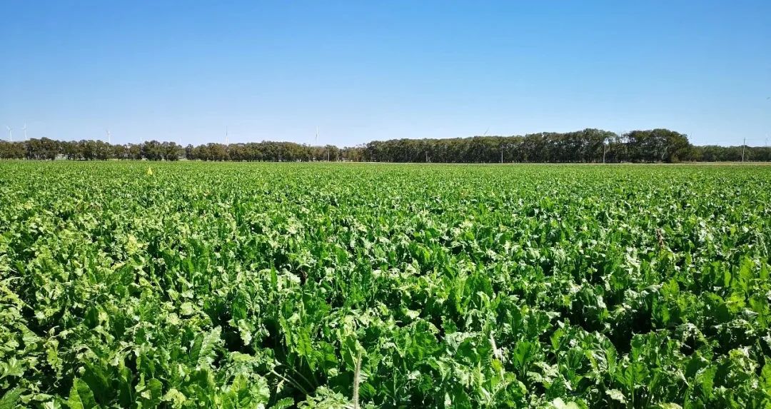 1683765515858039570.jpg 1.jpg