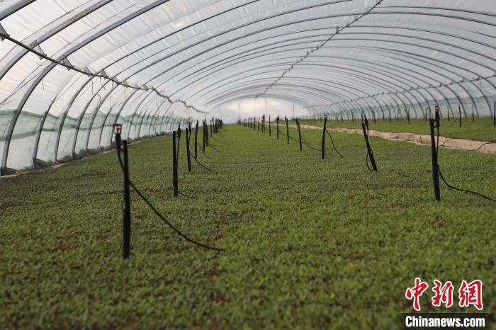 1684308288877099078.jpg 2.jpg