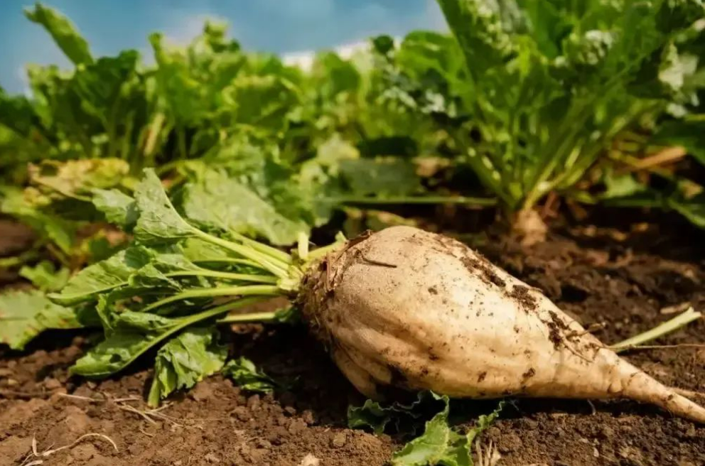 1687160982843086480.png image.png