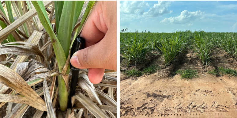 1687168064945093982.png a453a50913bc4ae8eac3107e016f31cf.png