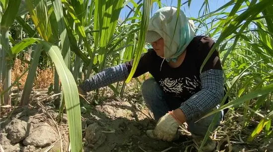 1691116223927064244.jpg 2.jpg