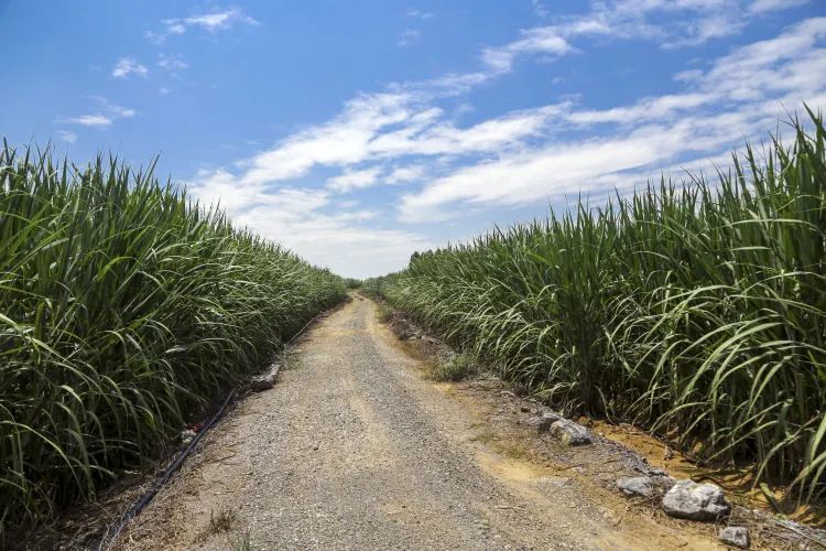 1694134396687007890.jpg 4.jpg