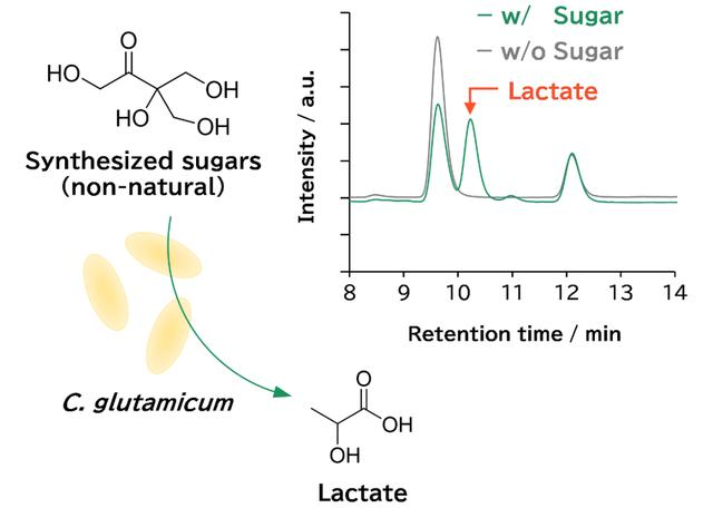 1708911408381013692.png 全球首个以「化学合成糖」为唯一底物发酵合成乳酸的研究1659.png