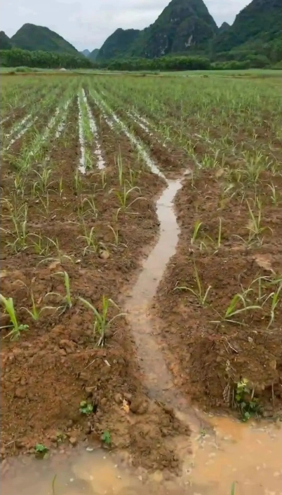 1720164927650026382.png image.png