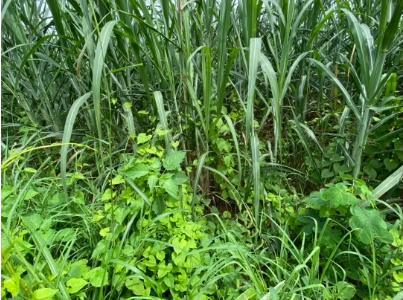 1720164947821085137.png image.png