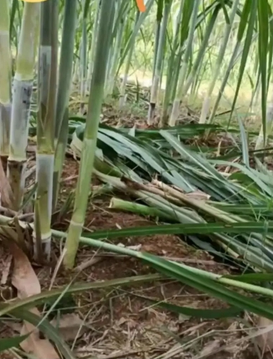 1720164965501091662.png image.png