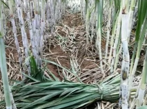 1720164978584064974.png image.png