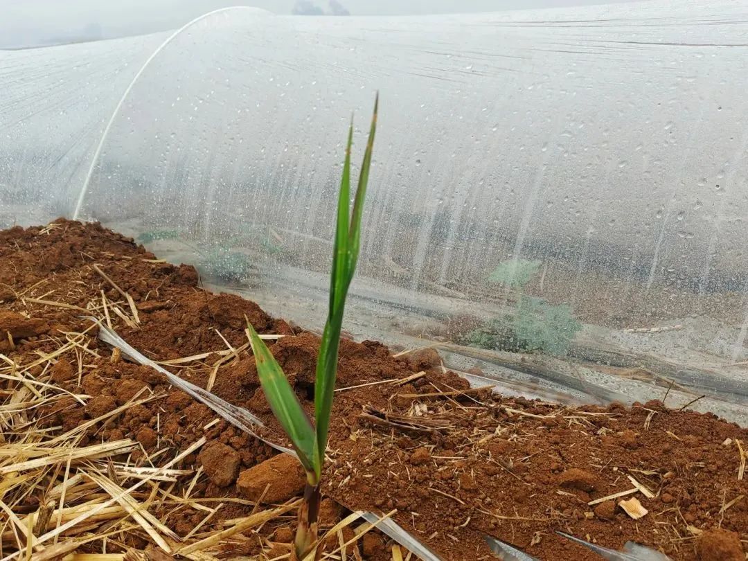 1739928730544055484.jpg 54354.jpg