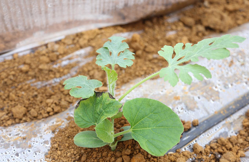 1740534129993019157.jpg 87685.jpg