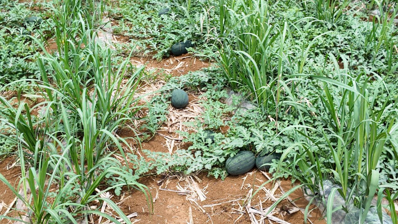 1746753267063093197.png 223.png