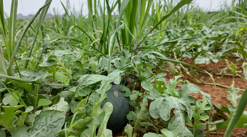 1746753284303082514.png 1223.png