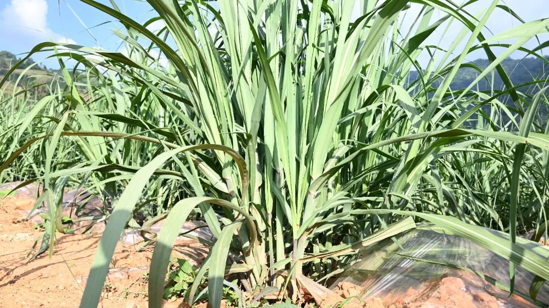 1749085036404033306.jpg f88d424084022e8770e4a5fdb065a4e3.jpg