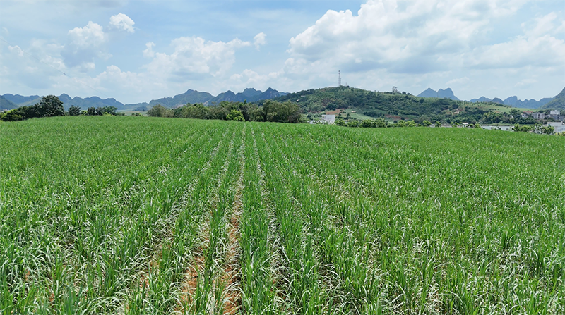 1750905882574022617.png 图片8.png