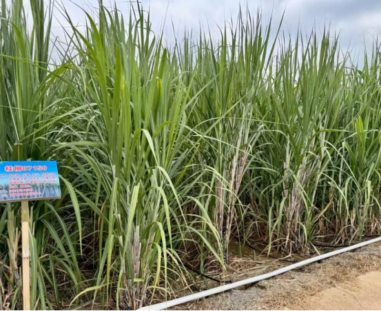 1757573565315076958.png 全国每三勺糖555.png