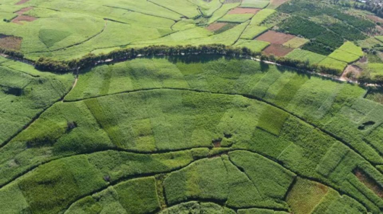 1762736433048064760.png 从田间废料到国际餐盘144.png