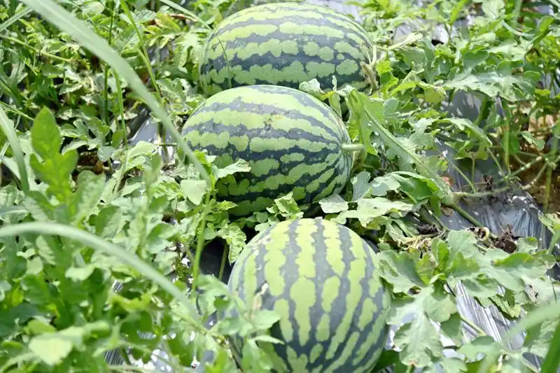 1781078305230061747.png cbb9d83bf71c7d413246b270cfdf24e0.png